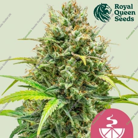 Lemon Skunk Feminized Marijuana Strain by Royal Queen Seeds For Sale Online at Cannabis Seeds Outlet