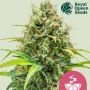 Lemon Skunk Feminized Marijuana Strain by Royal Queen Seeds For Sale Online at Cannabis Seeds Outlet
