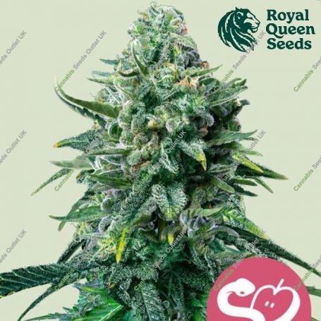 Forbidden Fruit Feminized Marijuana Strain by Royal Queen Seeds For Sale Online at Cannabis Seeds Outlet