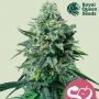 Forbidden Fruit Feminized Marijuana Strain by Royal Queen Seeds For Sale Online at Cannabis Seeds Outlet