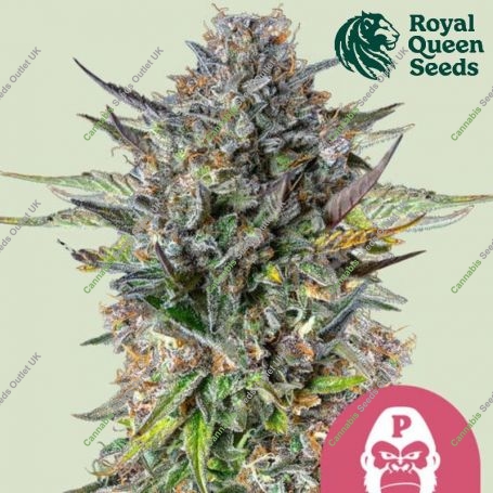 Pink Gorilla Feminized Marijuana Strain by Royal Queen Seeds For Sale Online at Cannabis Seeds Outlet