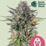 Pink Gorilla Feminized Marijuana Strain by Royal Queen Seeds For Sale Online at Cannabis Seeds Outlet