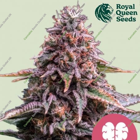 Pink Mist Feminized Marijuana Strain by Royal Queen Seeds For Sale Online at Cannabis Seeds Outlet