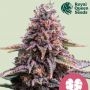 Pink Mist Feminized Marijuana Strain by Royal Queen Seeds For Sale Online at Cannabis Seeds Outlet