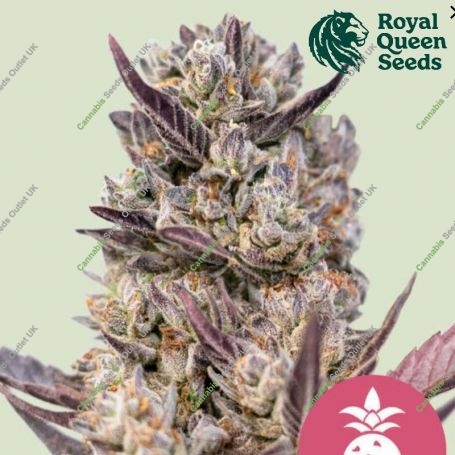 Tropicana Cookies Purple Marijuana Strain by Royal Queen Seeds For Sale Online at Cannabis Seeds Outlet