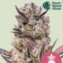 Tropicana Cookies Purple Marijuana Strain by Royal Queen Seeds For Sale Online at Cannabis Seeds Outlet