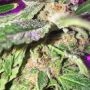 Tropicana Cookies Purple by Royal Queen Seeds THC Content Potency Strength CBD Height Yield Flowering Time Indica Sativa Genetic