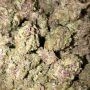Royal Queen Seeds Tropicana Cookies Purple Smoke Buds Weed Ganja Skunk Dope Pot Images Pics Nuggets