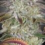 Alien OG Feminized by Royal Queen Seeds THC Content Potency Strength CBD Height Yield Flowering Time Indica Sativa Genetics
