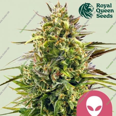 Alien OG Feminized Marijuana Strain by Royal Queen Seeds For Sale Online at Cannabis Seeds Outlet