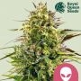 Alien OG Feminized Marijuana Strain by Royal Queen Seeds For Sale Online at Cannabis Seeds Outlet