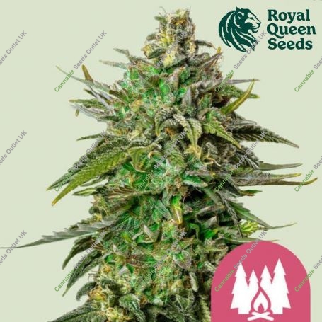 Larry OG Feminized Marijuana Strain by Royal Queen Seeds For Sale Online at Cannabis Seeds Outlet