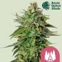 Larry OG Feminized Marijuana Strain by Royal Queen Seeds For Sale Online at Cannabis Seeds Outlet