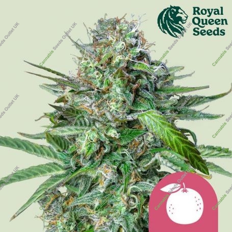 Tangie Feminized Marijuana Strain by Royal Queen Seeds For Sale Online at Cannabis Seeds Outlet