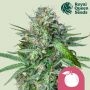 Tangie Feminized Marijuana Strain by Royal Queen Seeds For Sale Online at Cannabis Seeds Outlet