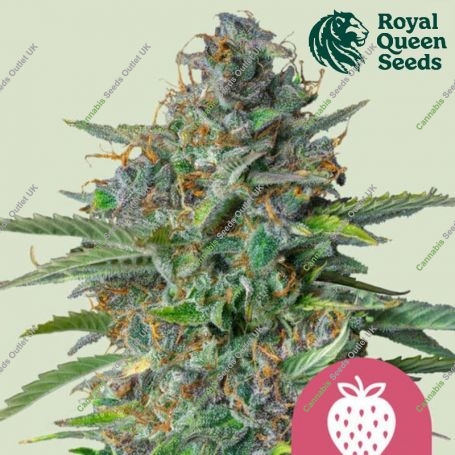 Strawberry Cough Feminized Marijuana Strain by Royal Queen Seeds For Sale Online at Cannabis Seeds Outlet