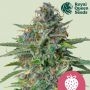 Strawberry Cough Feminized Marijuana Strain by Royal Queen Seeds For Sale Online at Cannabis Seeds Outlet