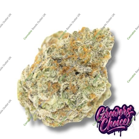 Permanent Marijuana Strain by Growers Choice For Sale Online at Cannabis Seeds Outlet