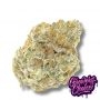 Permanent Marijuana Strain by Growers Choice For Sale Online at Cannabis Seeds Outlet