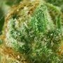 Bruce Banner Feminized by Barneys Farm THC Content Potency Strength CBD Height Yield Flowering Time Indica Sativa Genetics