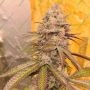 Cali Weed Orange Runtz Triploid Smoke Buds Weed Ganja Skunk Dope Pot Images Pics Nuggets