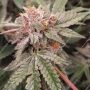 Orange Runtz Triploid by Cali Weed THC Content Potency Strength CBD Height Yield Flowering Time Indica Sativa Genetics