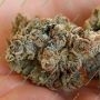 Zookies Triploid Feminized by Cali Weed THC Content Potency Strength CBD Height Yield Flowering Time Indica Sativa Genetics