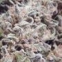 White Raspberry Truffle by Original Sensible Seeds THC Content Potency Strength CBD Height Yield Flowering Time Indica Sativa Ge