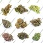 Blue Paya Feminized by Terp Treez Seed Co THC Content Potency Strength CBD Height Yield Flowering Time Indica Sativa Genetics