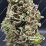 Terp Treez Seed Co Cherry Guava Smoke Buds Weed Ganja Skunk Dope Pot Images Pics Nuggets