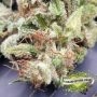 Cherry Guava Feminized by Terp Treez Seed Co THC Content Potency Strength CBD Height Yield Flowering Time Indica Sativa Genetics