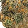 Rainbow MelonZ Feminized by Terp Treez Seed Co THC Content Potency Strength CBD Height Yield Flowering Time Indica Sativa Geneti