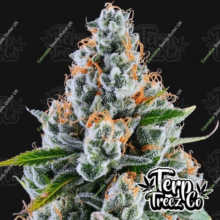 Rainbow MelonZ Feminized Marijuana Strain by Terp Treez Seed Co For Sale Online at Cannabis Seeds Outlet