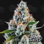 Rainbow MelonZ Feminized Marijuana Strain by Terp Treez Seed Co For Sale Online at Cannabis Seeds Outlet