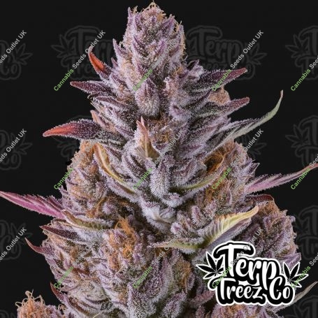 Cherry Guava Feminized Marijuana Strain by Terp Treez Seed Co For Sale Online at Cannabis Seeds Outlet