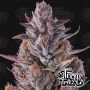 Cherry Guava Feminized Marijuana Strain by Terp Treez Seed Co For Sale Online at Cannabis Seeds Outlet