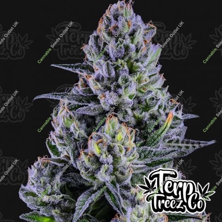 Blue Paya Feminized Marijuana Strain by Terp Treez Seed Co For Sale Online at Cannabis Seeds Outlet