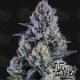 Blue Paya Feminized Marijuana Strain by Terp Treez Seed Co For Sale Online at Cannabis Seeds Outlet