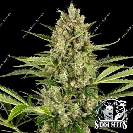Jack Herer Auto Feminized Marijuana Strain by Sensi Seed Bank For Sale Online at Cannabis Seeds Outlet