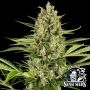 Jack Herer Auto Feminized Marijuana Strain by Sensi Seed Bank For Sale Online at Cannabis Seeds Outlet