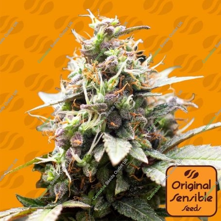White Raspberry Truffle Marijuana Strain by Original Sensible Seeds For Sale Online at Cannabis Seeds Outlet