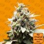 White Raspberry Truffle Marijuana Strain by Original Sensible Seeds For Sale Online at Cannabis Seeds Outlet