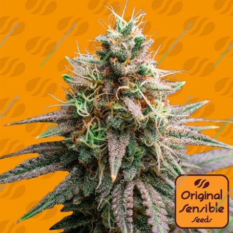 Tiramisu Feminized Marijuana Strain by Original Sensible Seeds For Sale Online at Cannabis Seeds Outlet