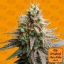 Tiramisu Feminized Marijuana Strain by Original Sensible Seeds For Sale Online at Cannabis Seeds Outlet