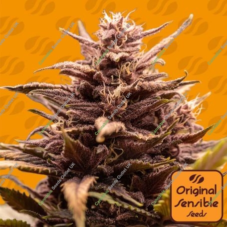 Blackwater Marijuana Strain by Original Sensible Seeds For Sale Online at Cannabis Seeds Outlet