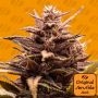 Blackwater Marijuana Strain by Original Sensible Seeds For Sale Online at Cannabis Seeds Outlet