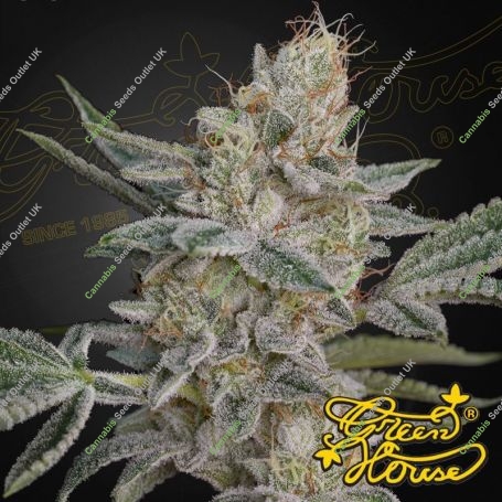 Super Lemon Haze x RS11 Marijuana Strain by Greenhouse Seeds For Sale Online at Cannabis Seeds Outlet