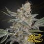 Super Lemon Haze x RS11 Marijuana Strain by Greenhouse Seeds For Sale Online at Cannabis Seeds Outlet