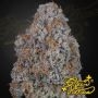 Greenhouse Seeds Super Lemon Haze x RS11 Smoke Buds Weed Ganja Skunk Dope Pot Images Pics Nuggets