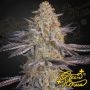 Super Lemon Haze x RS11 by Greenhouse Seeds THC Content Potency Strength CBD Height Yield Flowering Time Indica Sativa Genetics